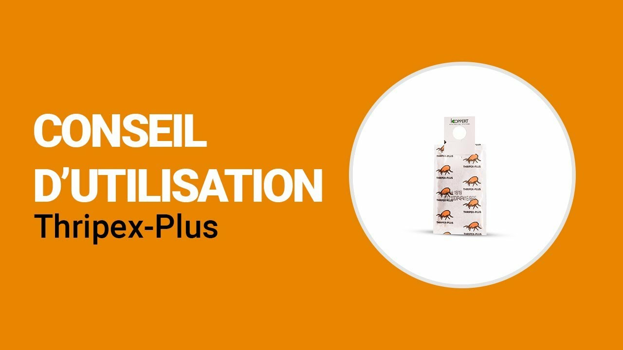Comment utiliser Thripex-Plus de Koppert