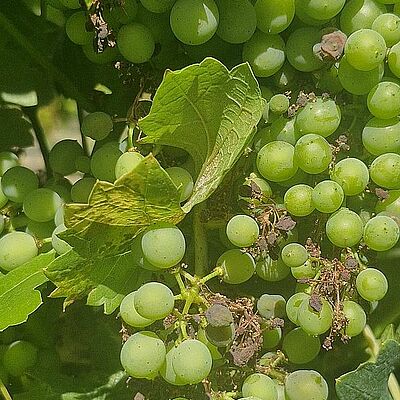 Grape downy mildew (Plasmopara viticola) affecting grapevine leaves and developing grape bunches.