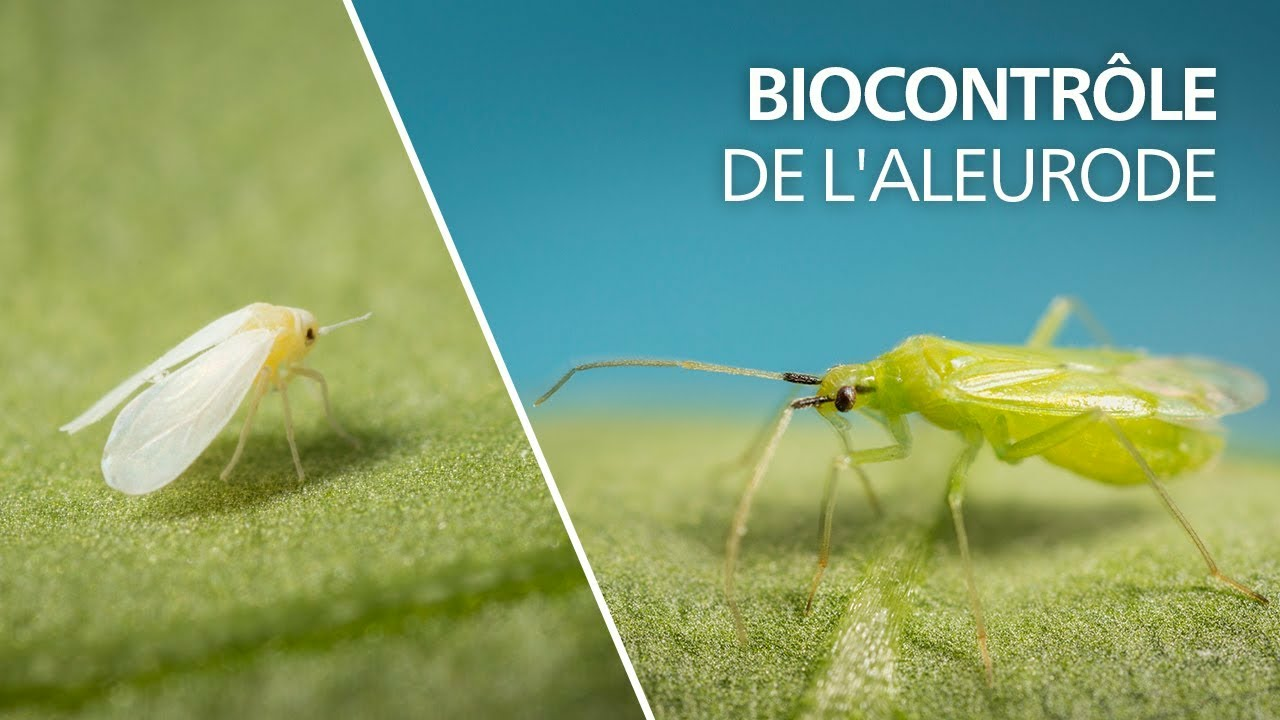 Biocontrôle de l'aleurode avec Macrolophus pygmaeus