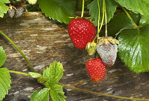 Pourriture grise (Botrytis)