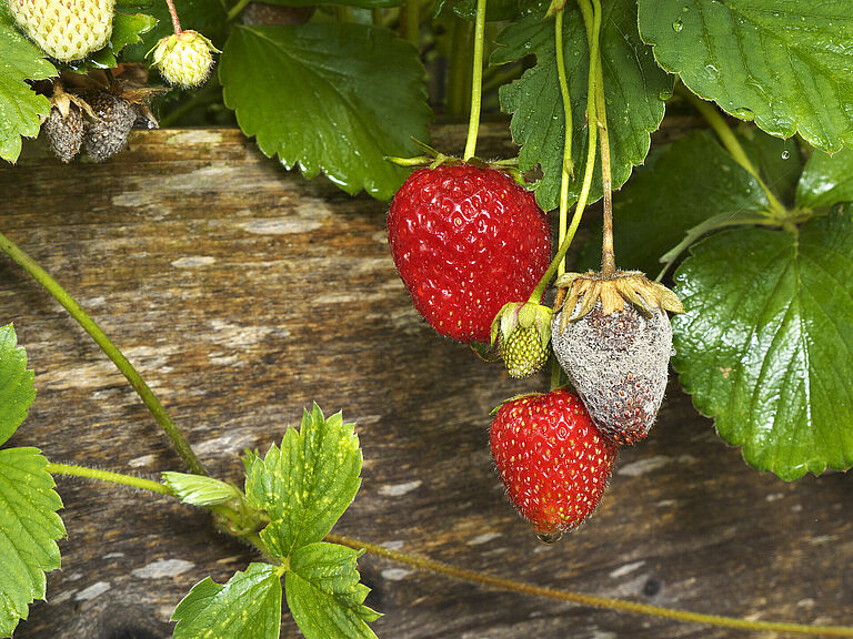 Grey mould-rot Botryotinia fuckeliana on strawberry