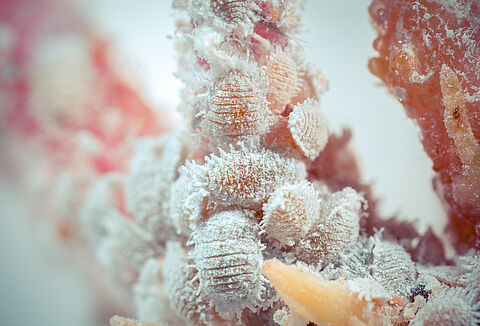 Cochenille de l’oranger