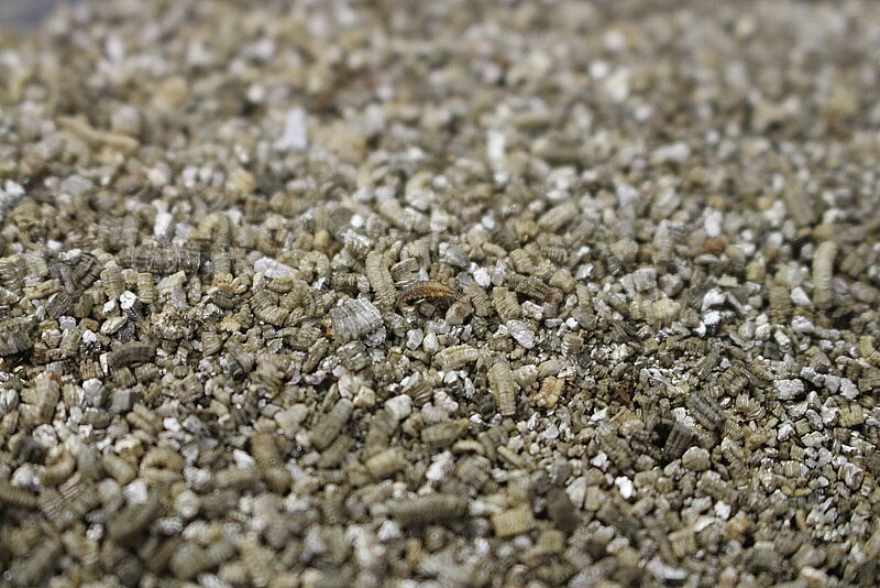 Chrysolys_larves_vermiculite.JPG