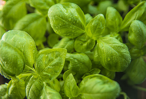 Plantes à parfum, aromatiques ou médicinales