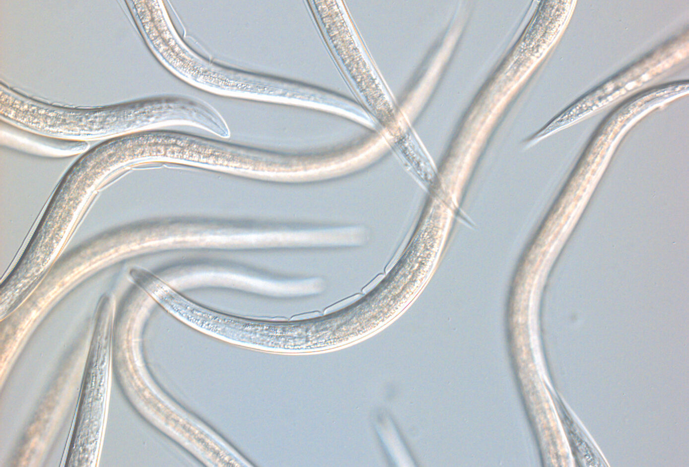 Gamme Nématodes Koppert : de nouvelles cibles dans le viseur des biosolutions