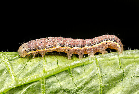 Noctuelle potagère