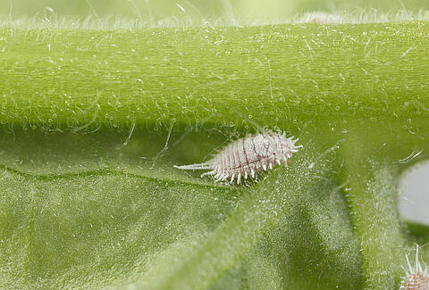 Cochenille farineuse