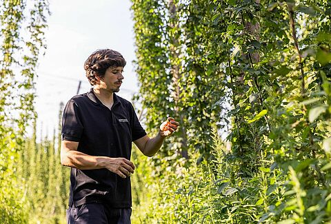 Une plongée dans la culture biologique du houblon et la protection biologique des cultures