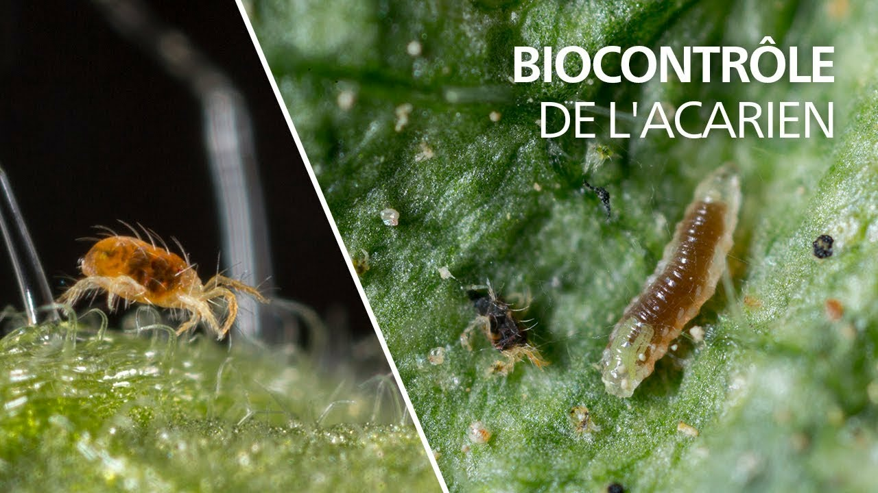 Biocontrôle de l'acarien tétranyque avec la cécidomyie Feltiella acarisuga