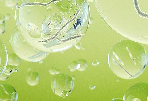 Nématodes auxiliaires pour lutter contre les ravageurs dans les cultures de plein champ