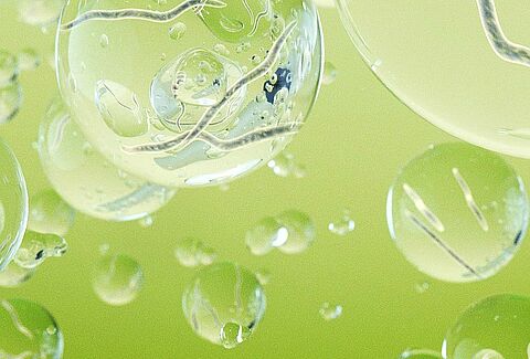 Nématodes auxiliaires pour lutter contre les ravageurs dans les cultures de plein champ