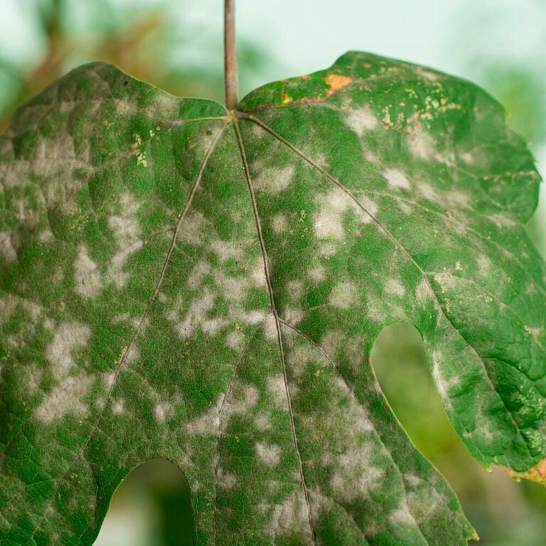 Powdery mildew on a grapevine leaf. Widespread white fungal patches.