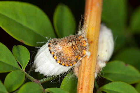 Cochenille australienne