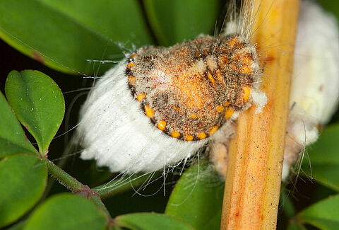 Cochenille australienne