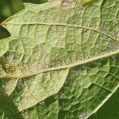 Underside of a grapevine leaf infected with Plasmopara viticola (grape downy mildew), showing characteristic white sporulation.