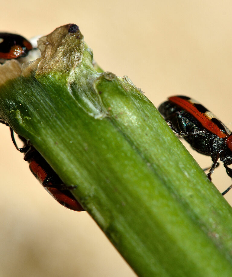 Asparagus beetle Crioceris asparagi Adult Beetle