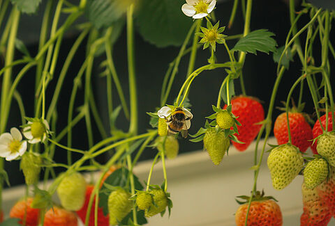 Pollinisation des cultures en serre