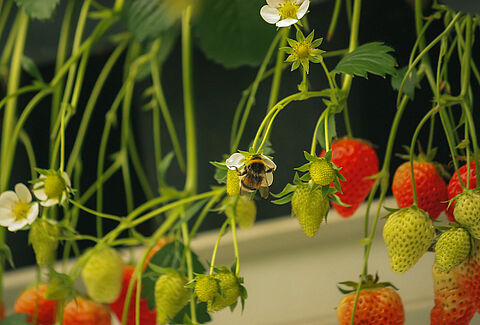 Pollinisation des cultures en serre