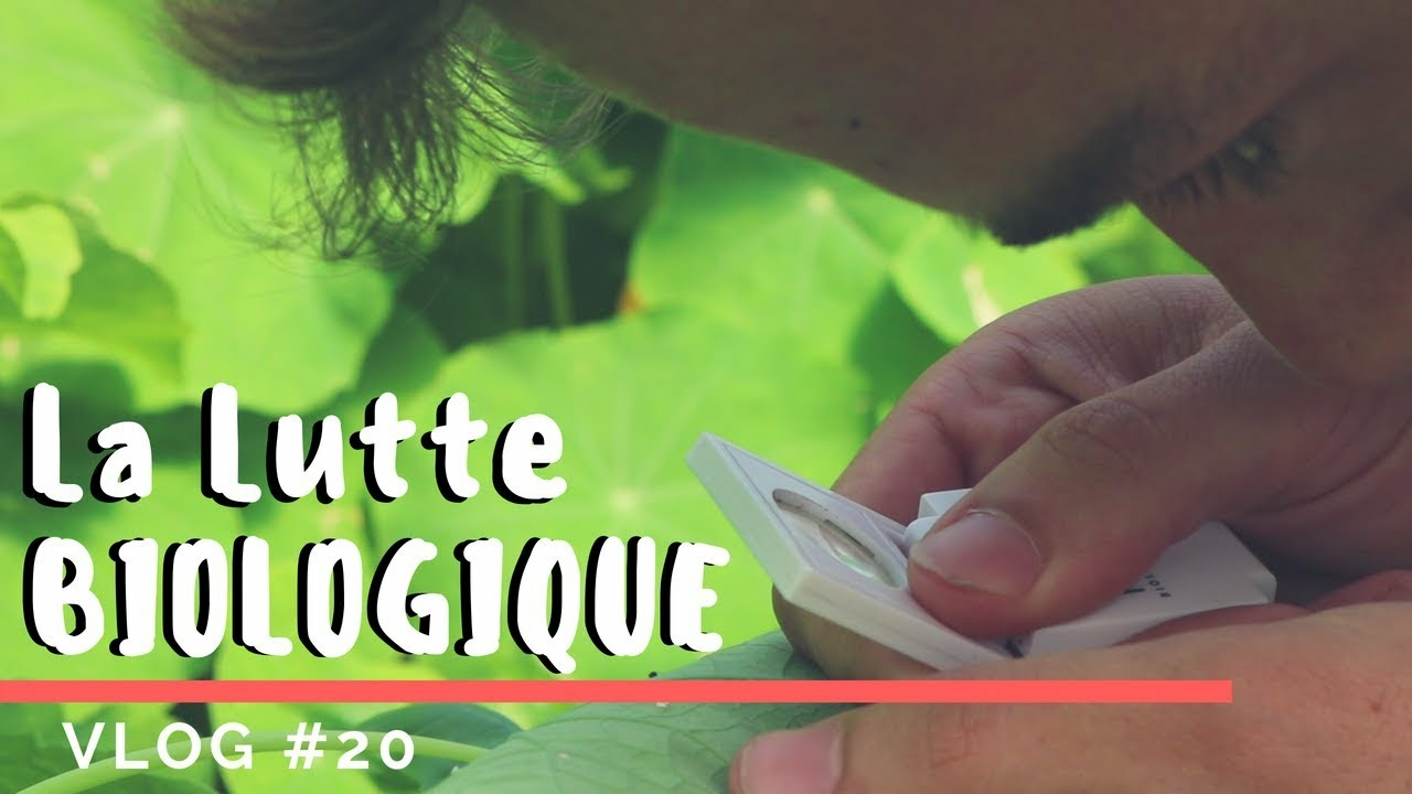 VLOG #20 - Protéger nos cultures des insectes ravageurs SANS PHYTO ?