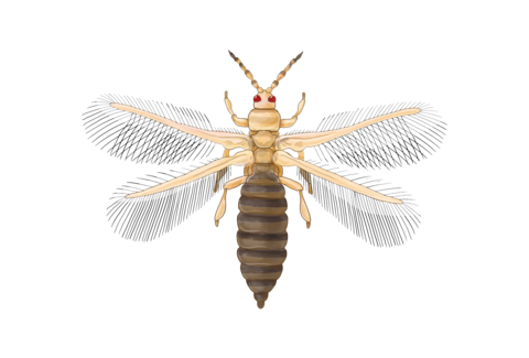 Thrips