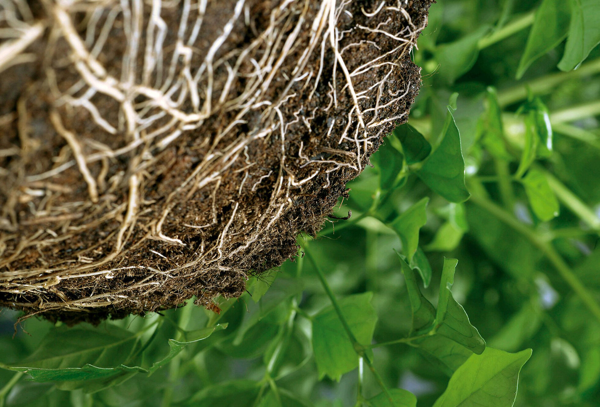 NatuGro gazon, alternative naturelle contre le Dollar Spot