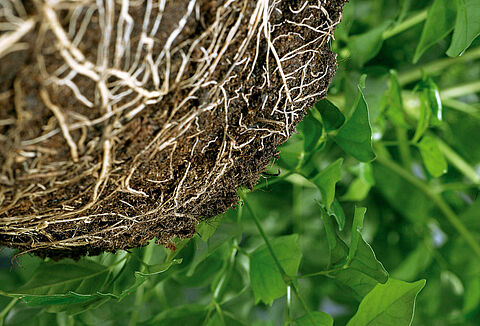 NatuGro gazon, alternative naturelle contre le Dollar Spot