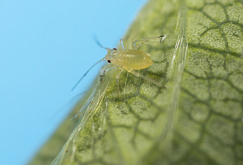 Geranium aphid
