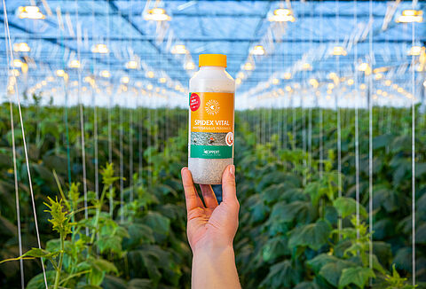 Spidex Vital : Votre partenaire indispensable pour le biocontrôle du tétranyque tisserand