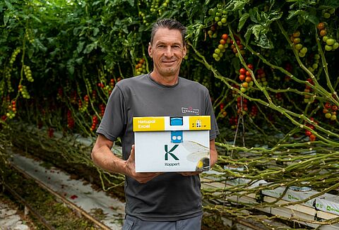 Maximiser la pollinisation de la tomate