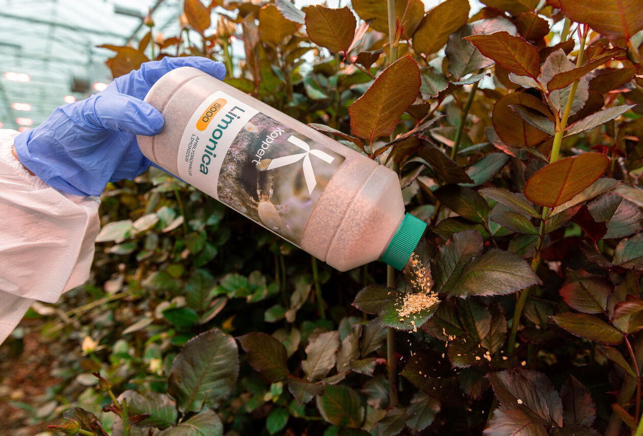 Limonica, un adversaire de taille contre les thrips persistants