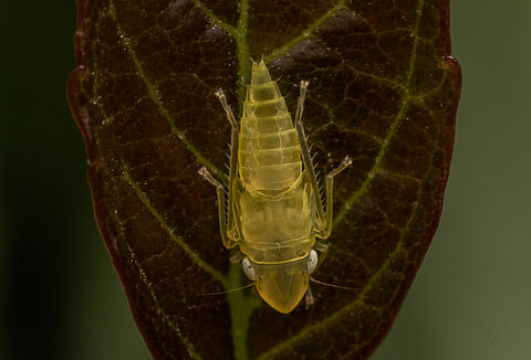 LUMIERE, 1ère alternative aux pyrèthres naturels contre la cicadelle de la flavescence dorée
