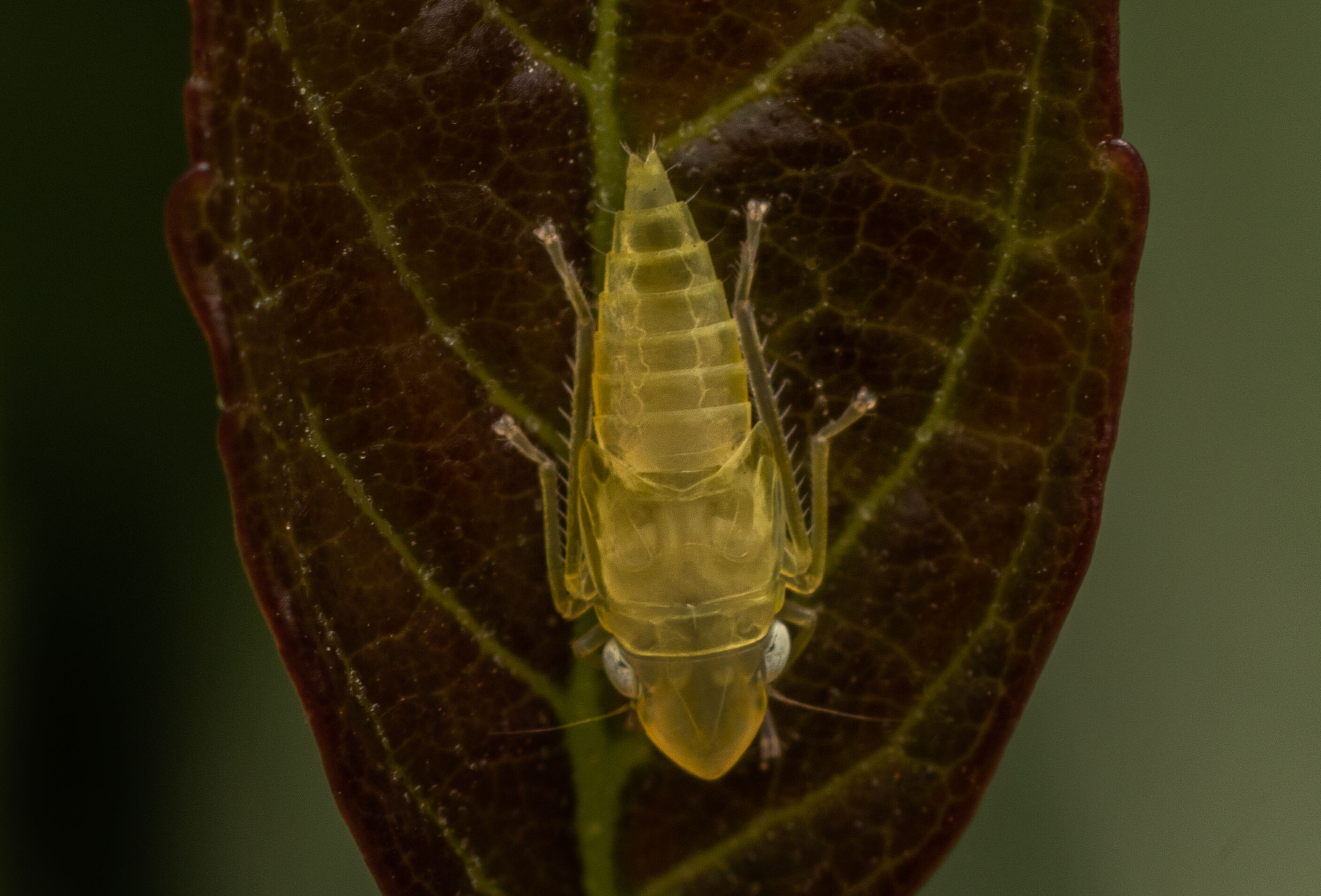 LUMIERE, 1ère alternative aux pyrèthres naturels contre la cicadelle de la flavescence dorée