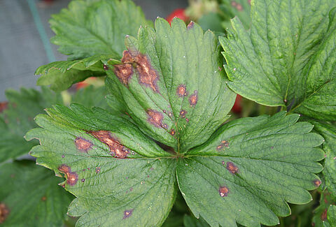 Tache foliaire du fraisier