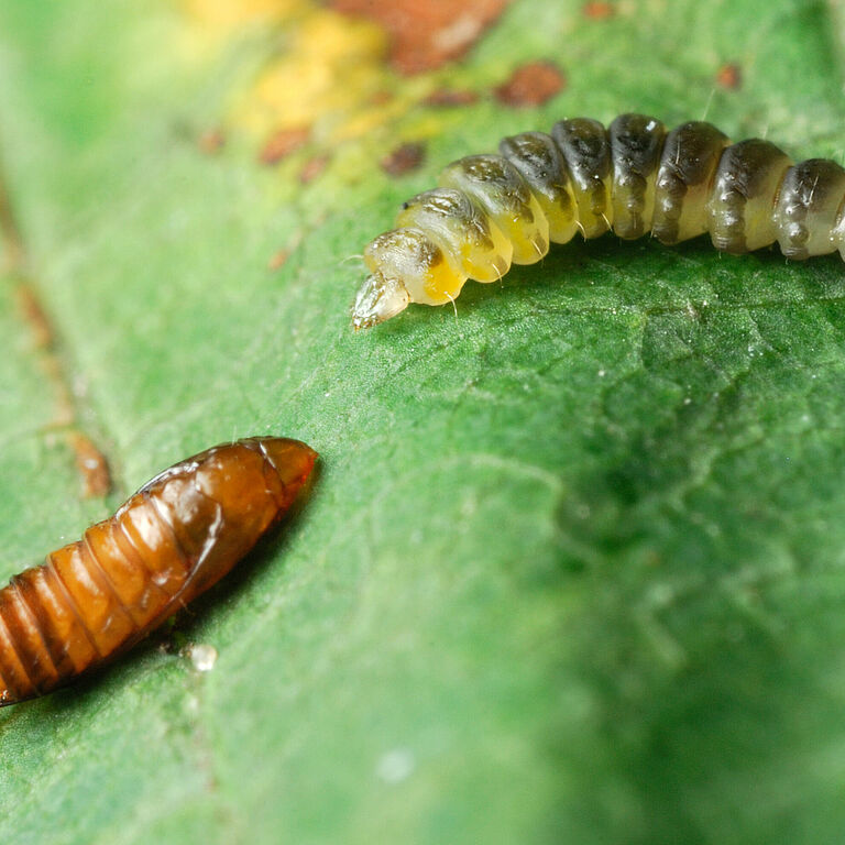 Horsechestnut leafminer Cameraria ohridella Pupal and Larval stage