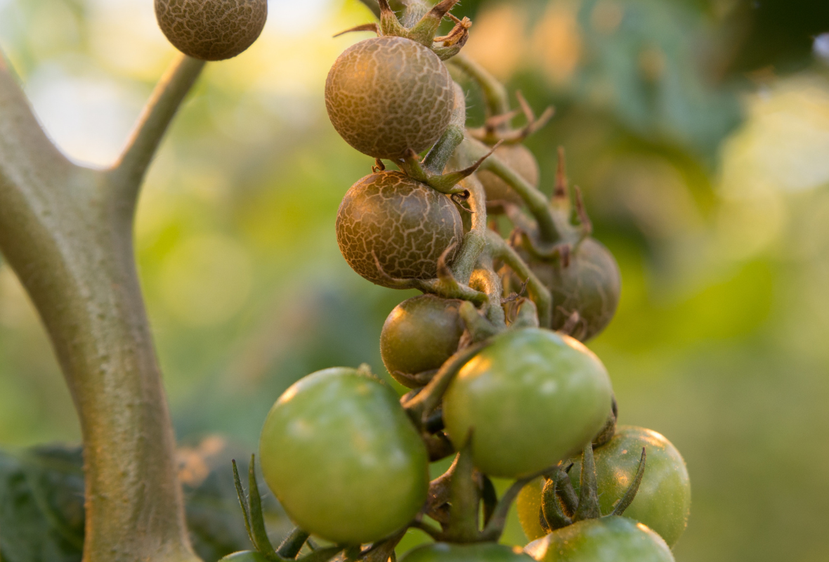 Alerte à l'acarien : le grand retour de l'acariose bronzée !