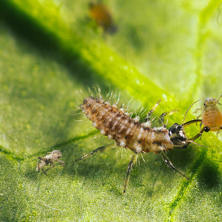 Chrysoperla carnea stade larvaire