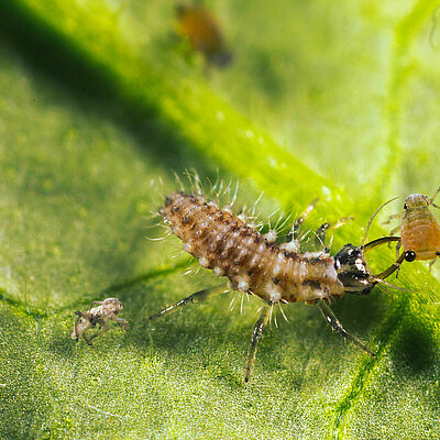 Chrysoperla carnea stade larvaire
