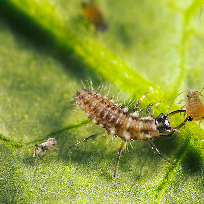 Chrysoperla carnea stade larvaire