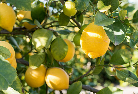 Citronnier