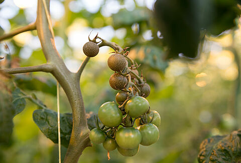Damage on tomato plant caused by Tomato russet mite Aculops lycopersici