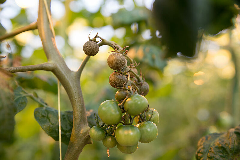 Damage on tomato plant caused by Tomato russet mite Aculops lycopersici