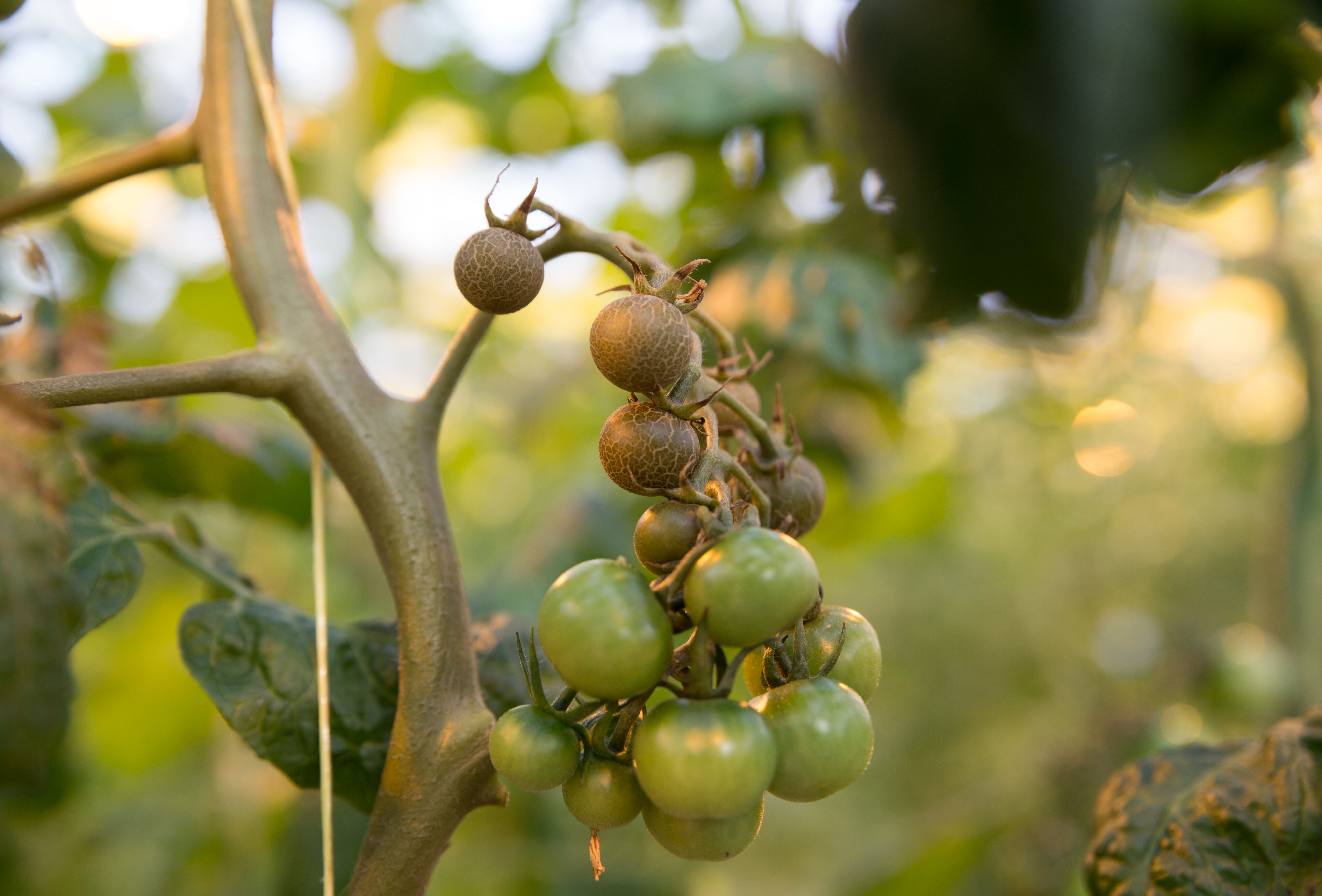 Acariose bronzée : le biocontrôle en action