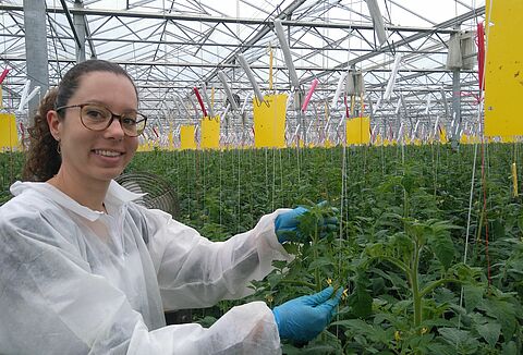 Les Nématodes, solution établie pour Nesidiocoris en France