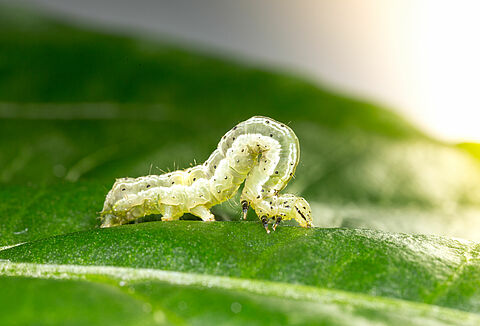 Noctuelle de l’artichaut