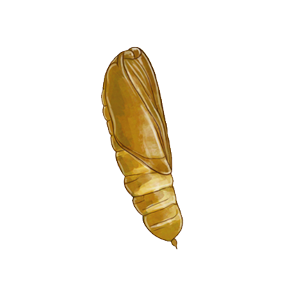 Chrysodeixis chalcites pupa