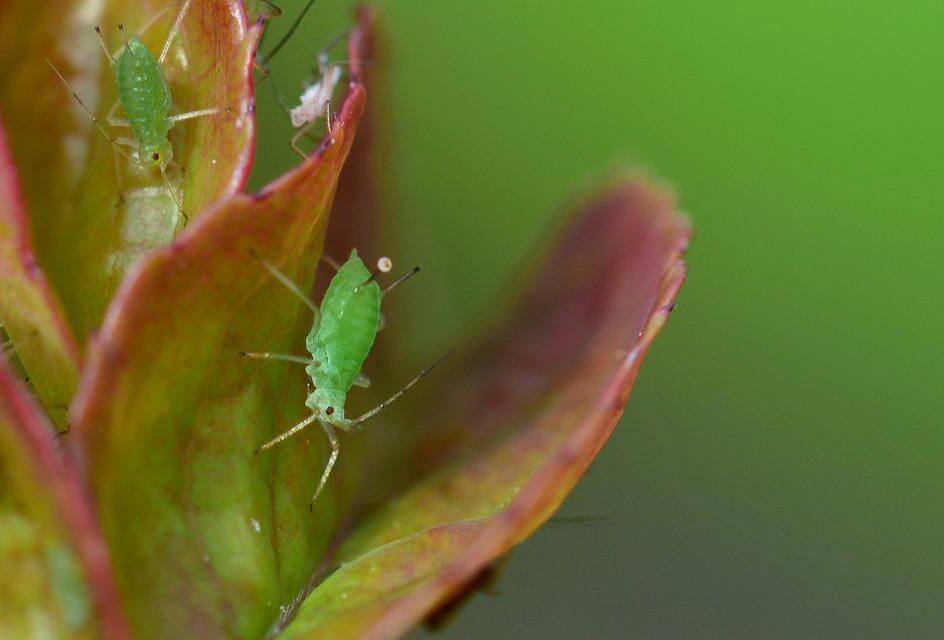 Des solutions naturelles contre les pucerons