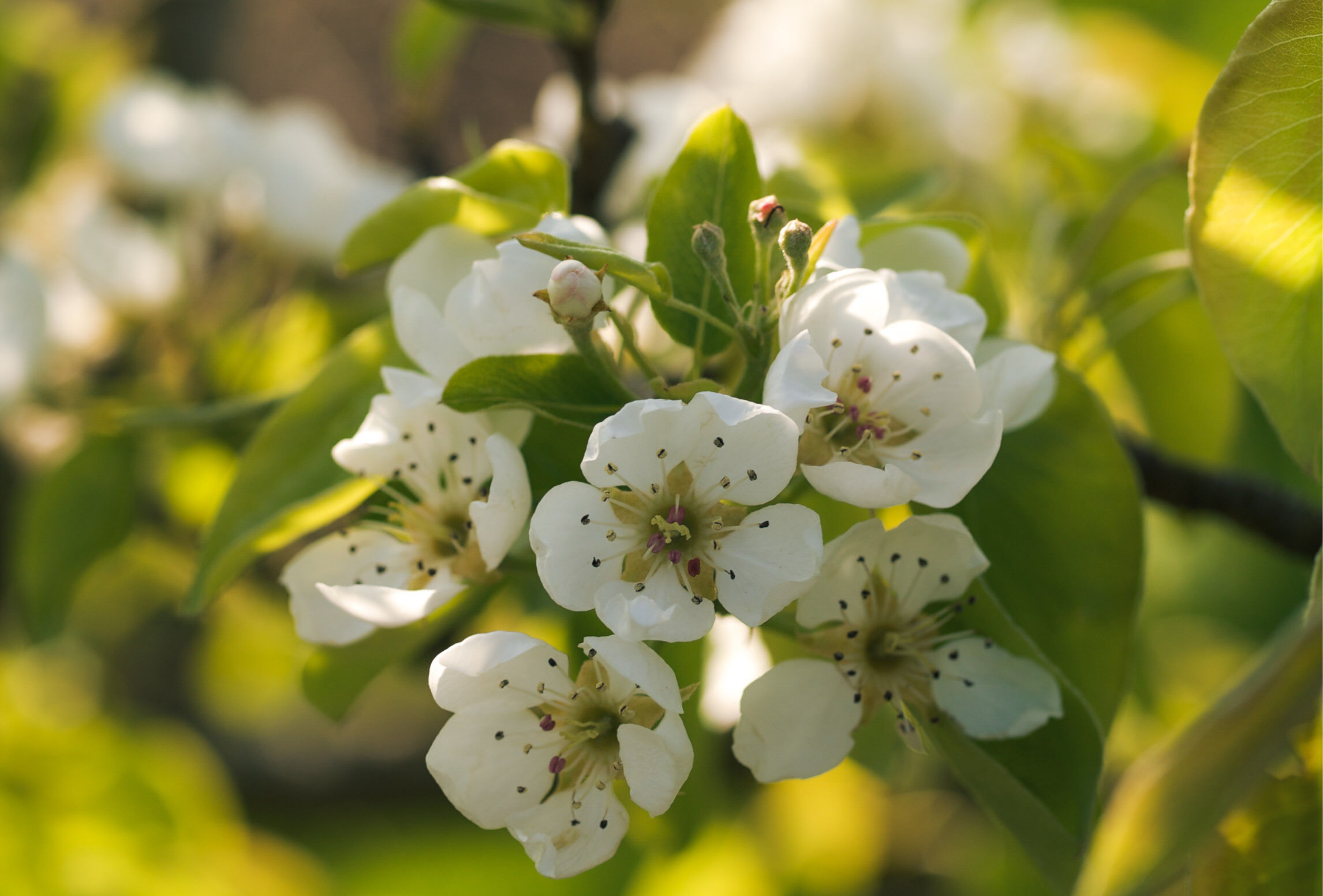 Zoom Hoplocampe, avez-vous pensé à Capirel ce printemps ?