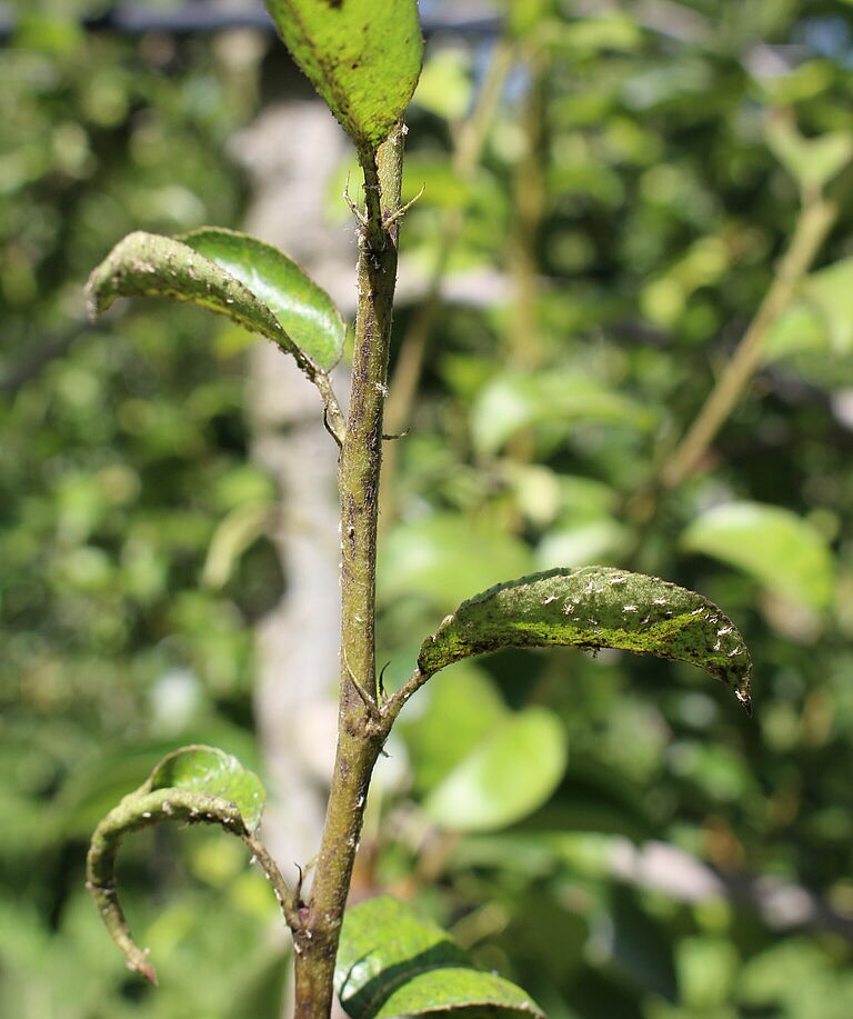 Pear sucker Cacopsylla pyri damage on stem