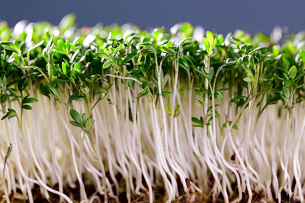 buis plante Buis commun persistant pour haies faciles