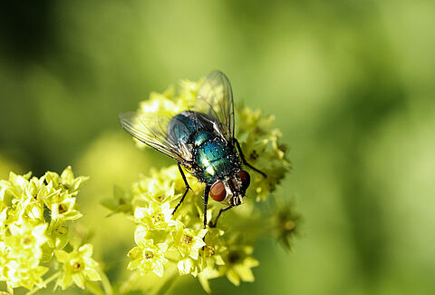 Check-list de pollinisation Natupol Fly